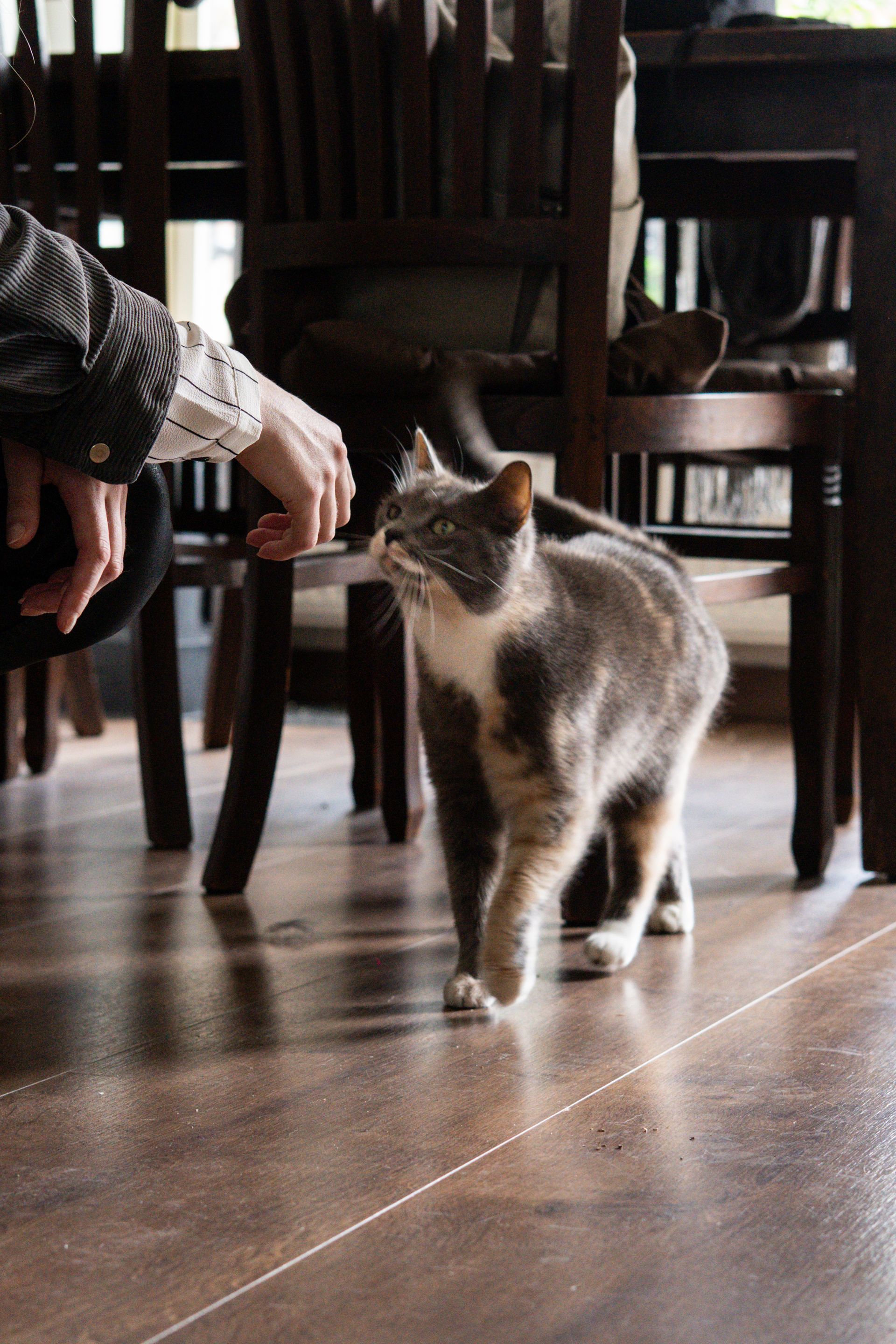 Gray cat walking on a wooden floor beside a seated person in a dimly lit room