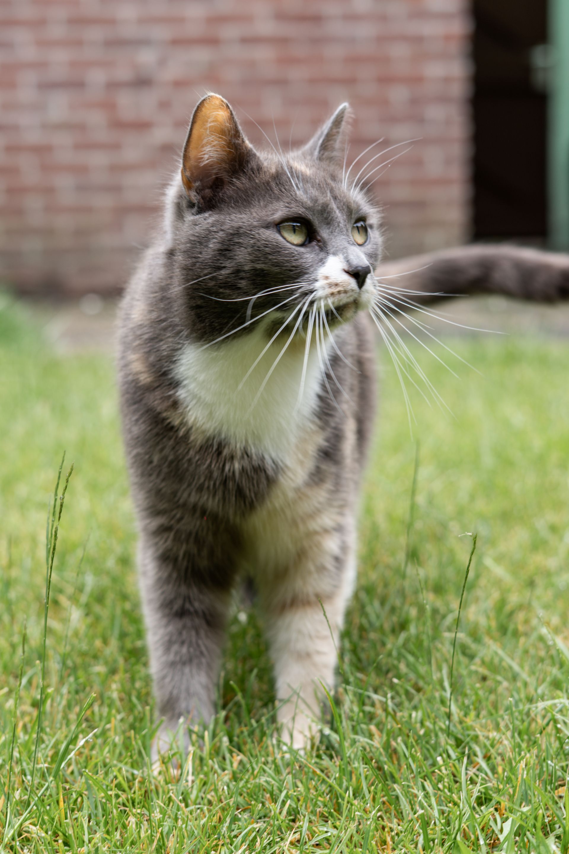 Close up of a domestic cat nose and whiskers highlighting unique patterns.