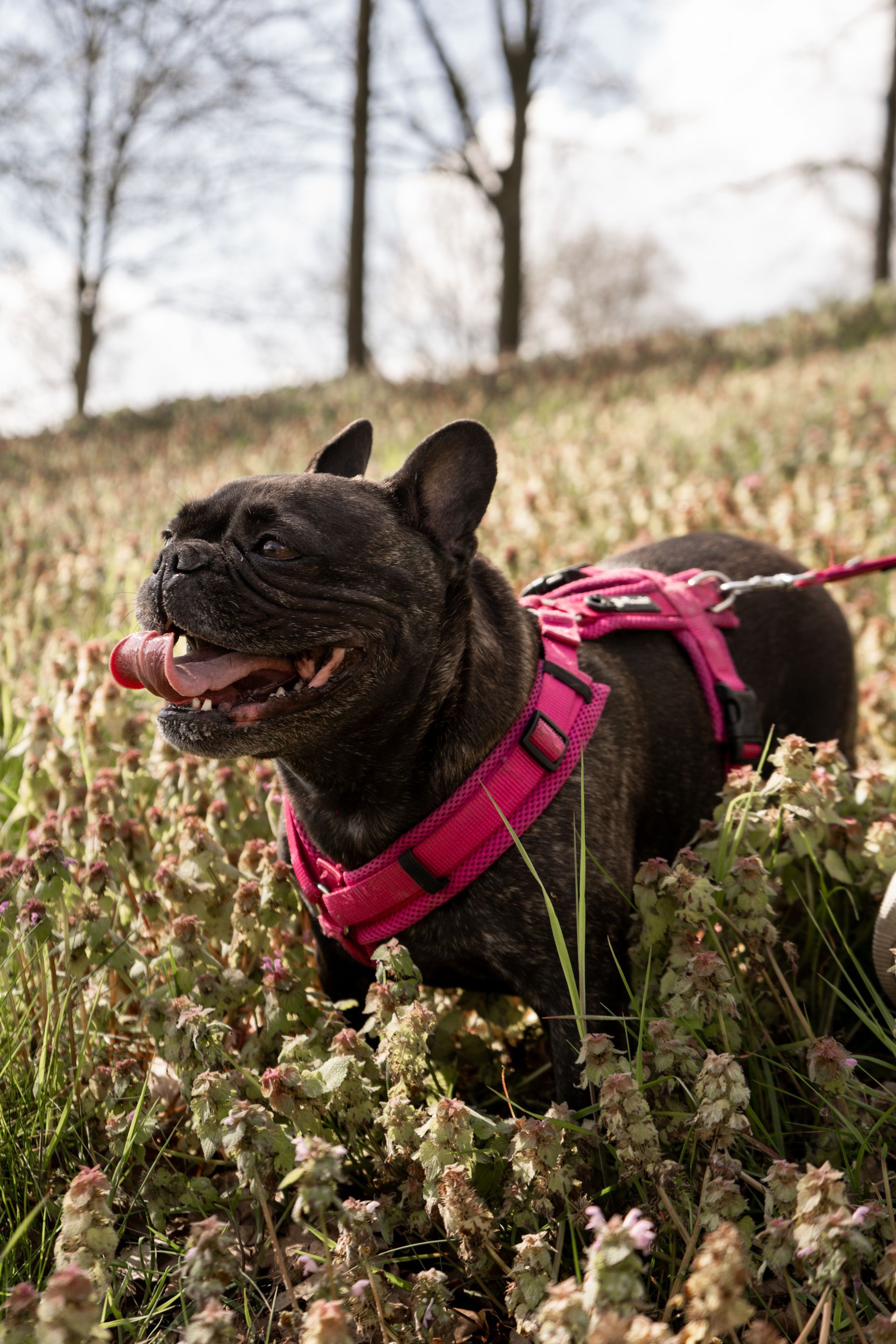 Luna happy in a field on a walk near Eindhoven