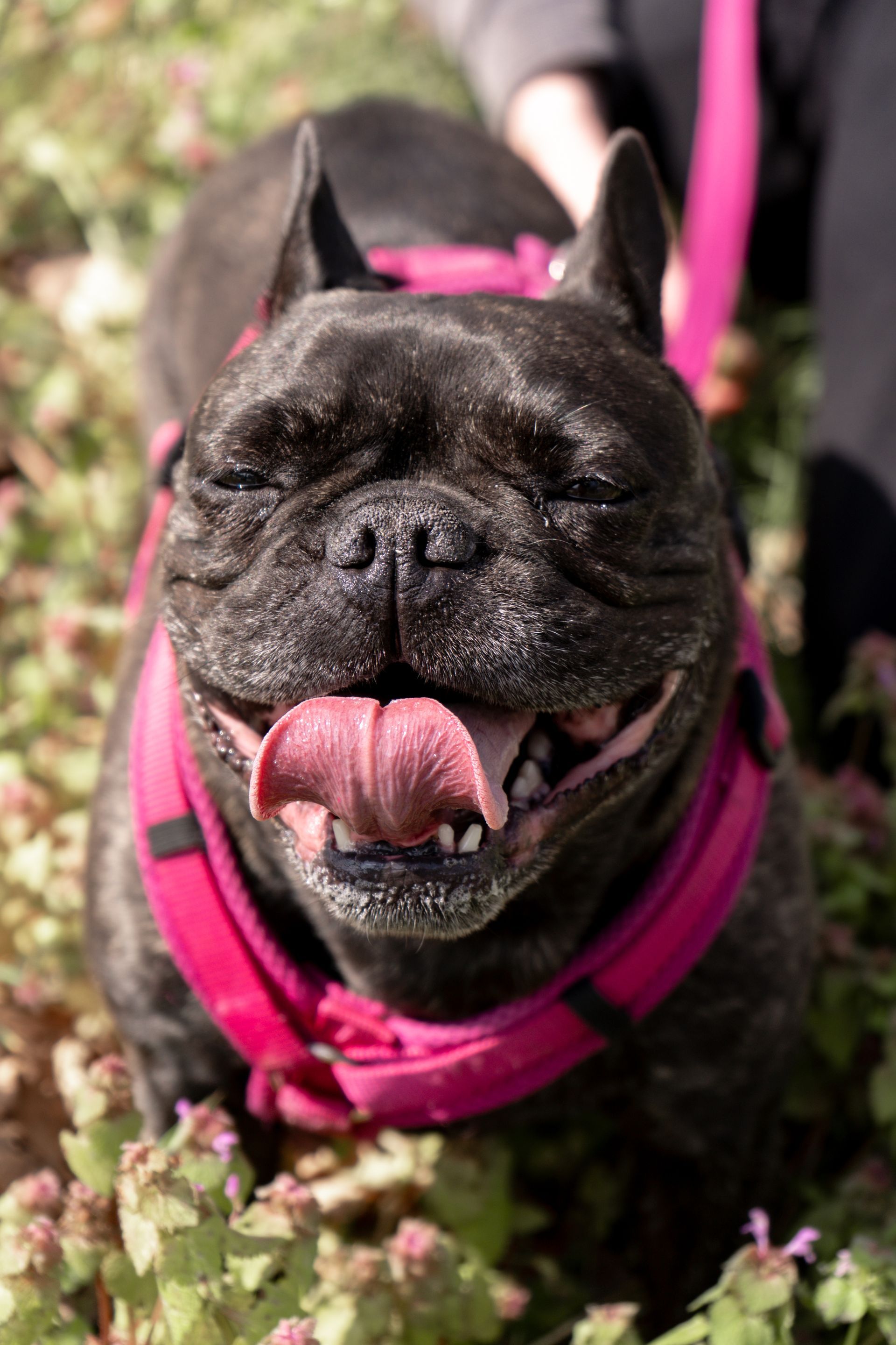 Luna the French Bulldog