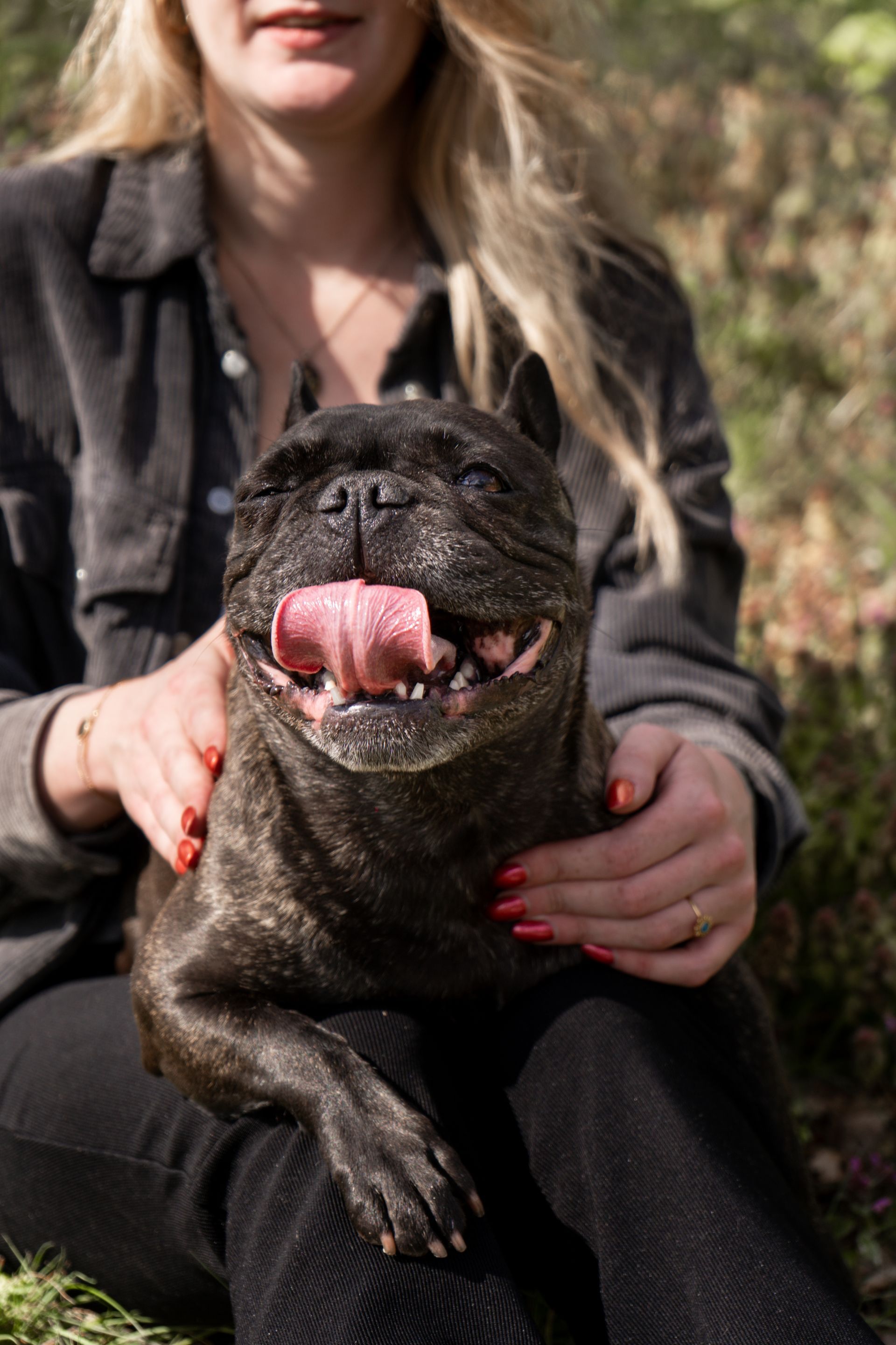 Black French bulldog sitting on a woman’s lap outdoors, tongue out and panting, with a blurred background.