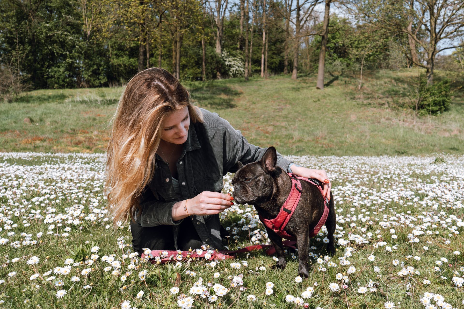 Luna French Bulldog Eindhoven