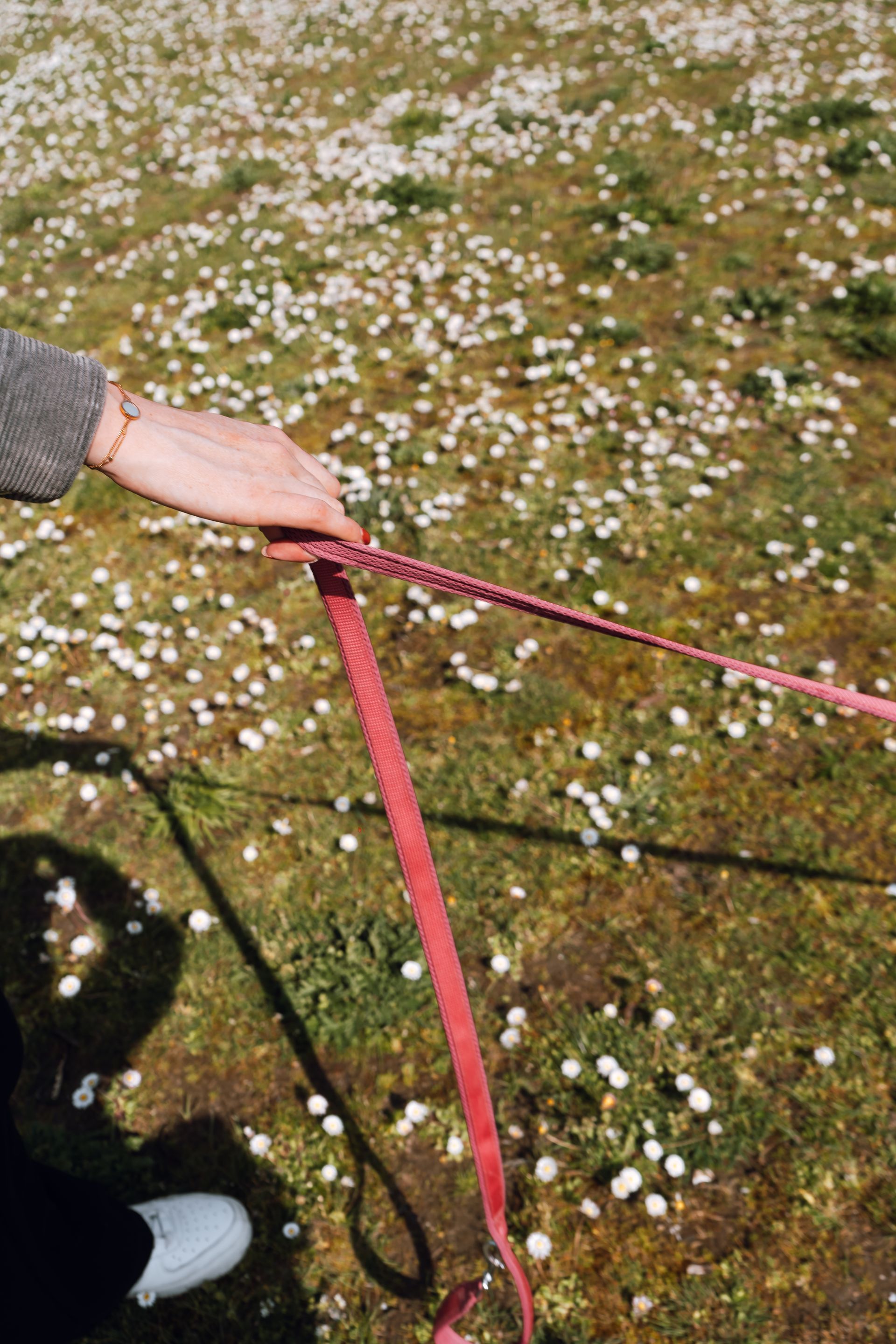 Hand holding a pink leash on a small black dog on grass dotted with white flowers
