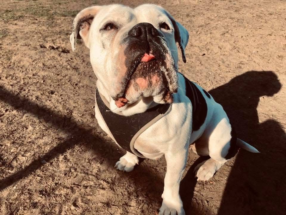 White and brown bulldog sitting on dry ground in bright sunlight, looking at the camera