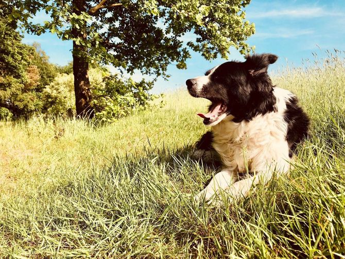 Luna Tailored Pet Care and dog relaxing during a walk