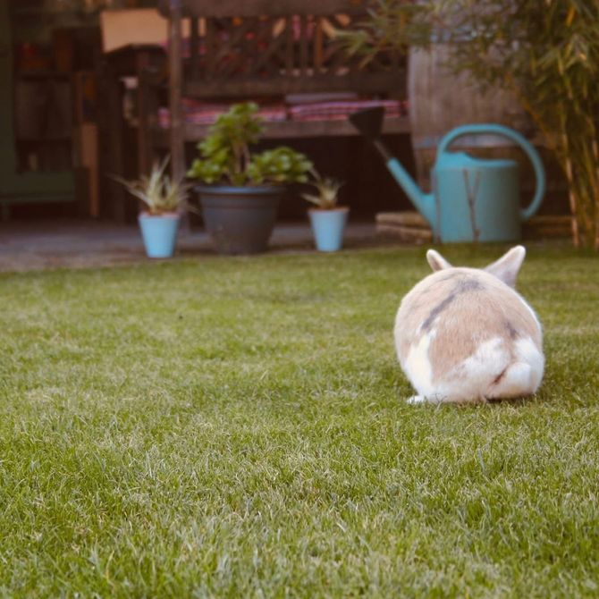 Luna Tailored Pet Care watching a rabbit