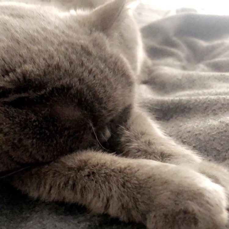 Sleeping gray cat curled up on a soft blanket, close-up view
