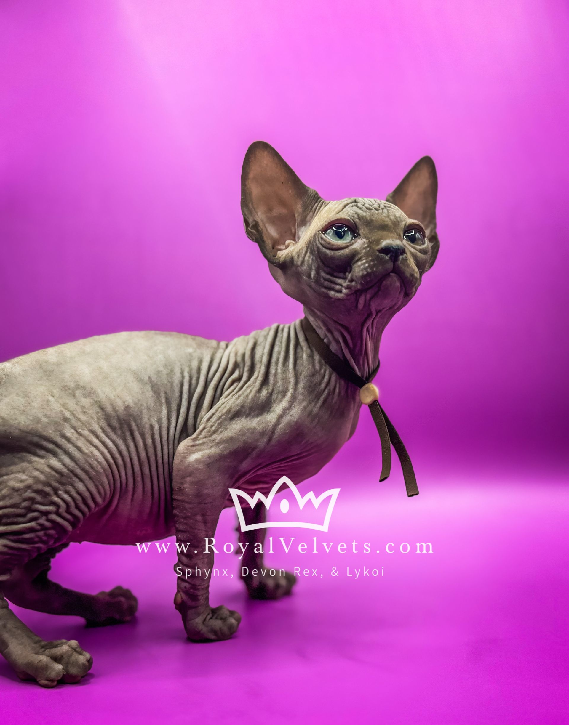 Sphynx Breeders In Texasalisa Bolt - w5zhvts