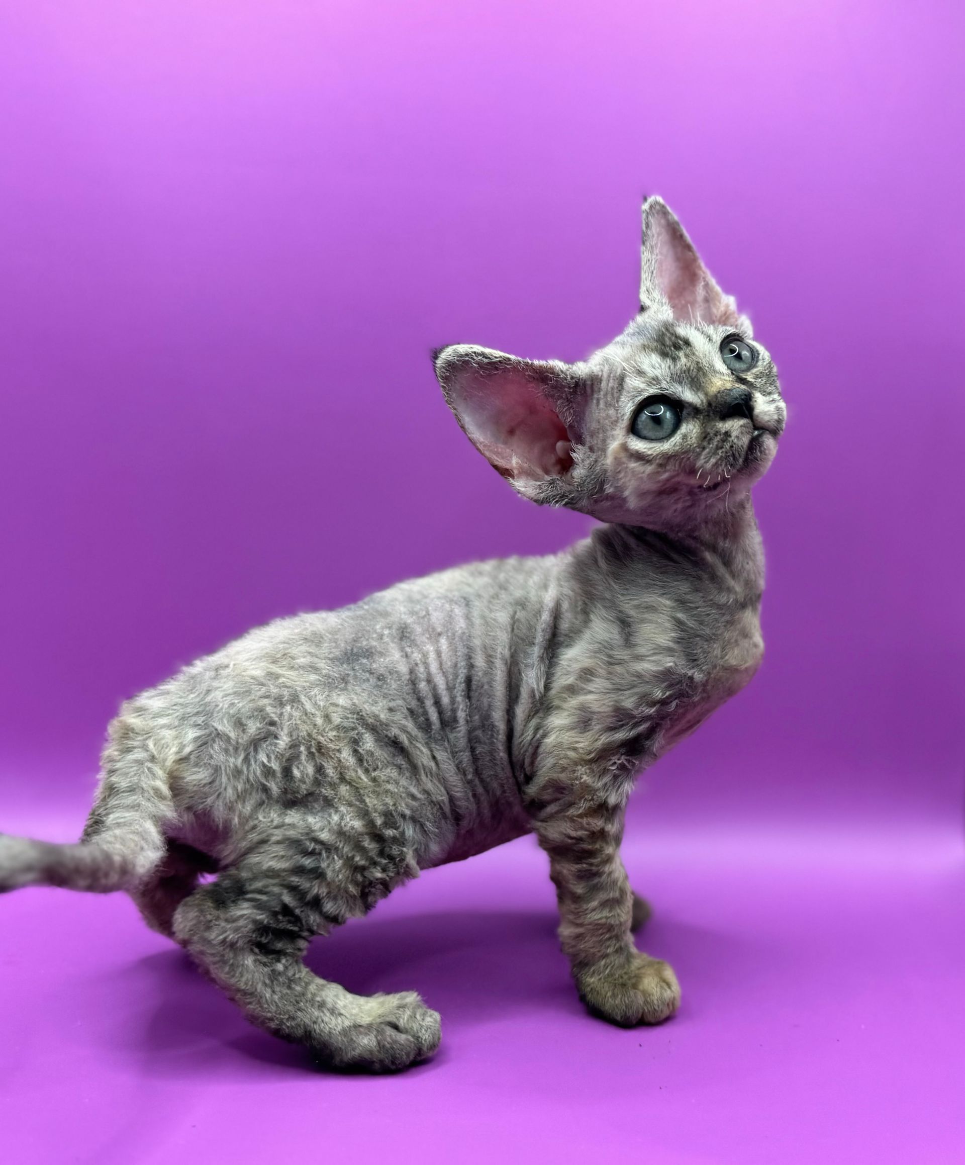 Sphynx Breeders In Texasalisa Bolt - txl4hrm