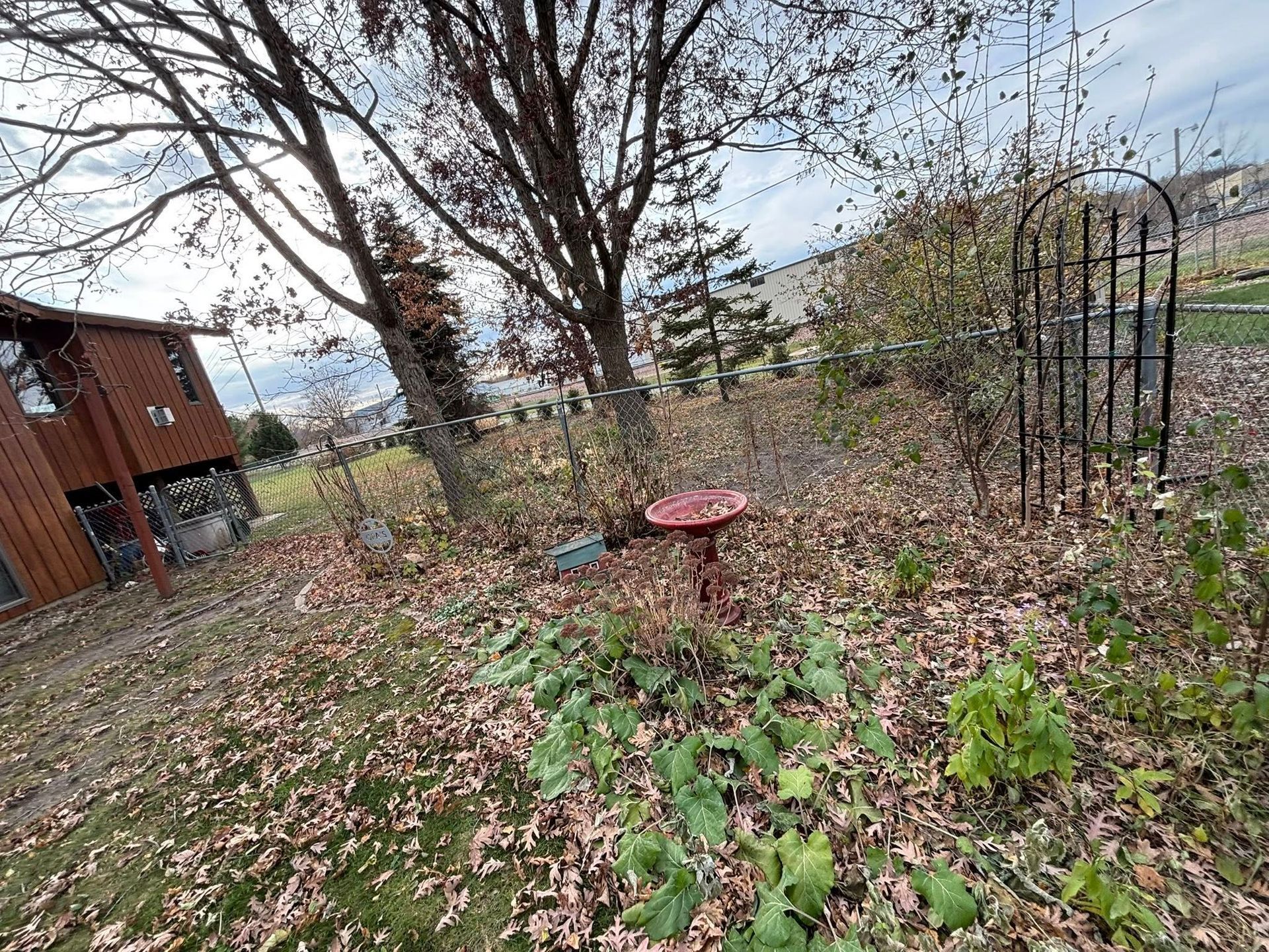 Leaf-covered backyard with a red birdbath, bare trees, and a small building on the left.