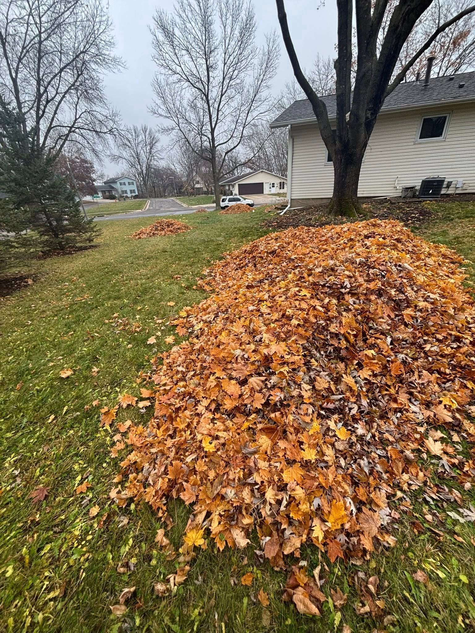 Large pile of orange leaves on a lawn beside a house and bare trees in autumn