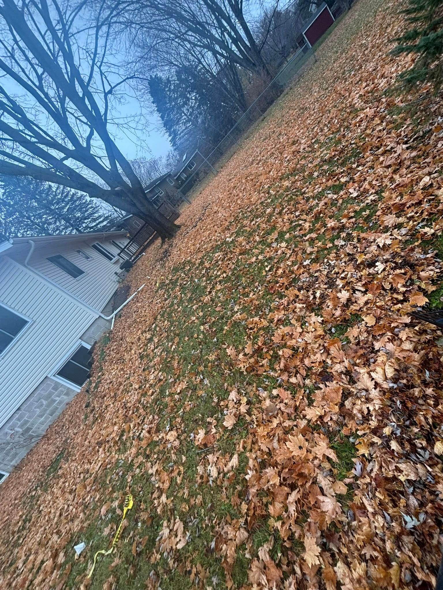 Sloped yard covered in fallen brown leaves beside a white house and bare trees in winter.