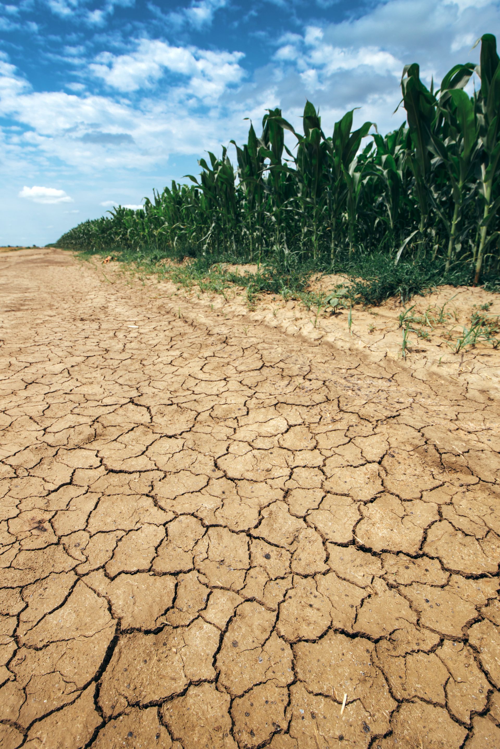 A crop of corn grows in a small field, constrained by an encroaching cracked landscape.