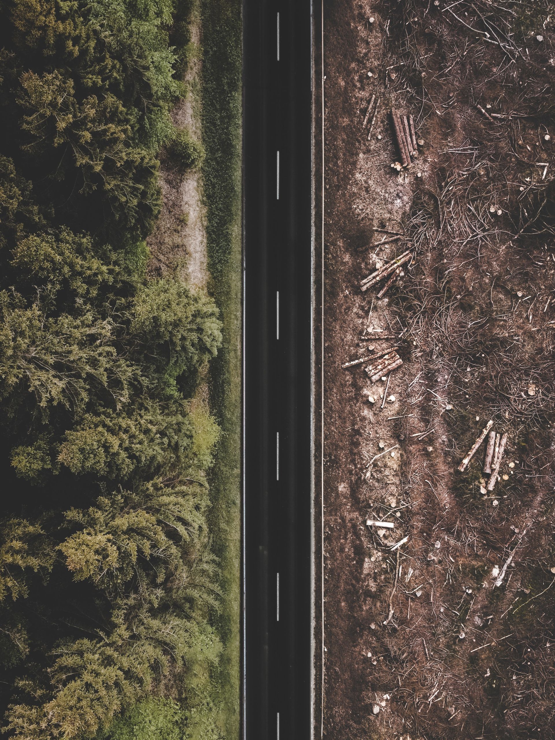 On one side of a stretch of road is a thick forest. On the other side is a desolate wasteland strewn with abandoned lumber and branches.