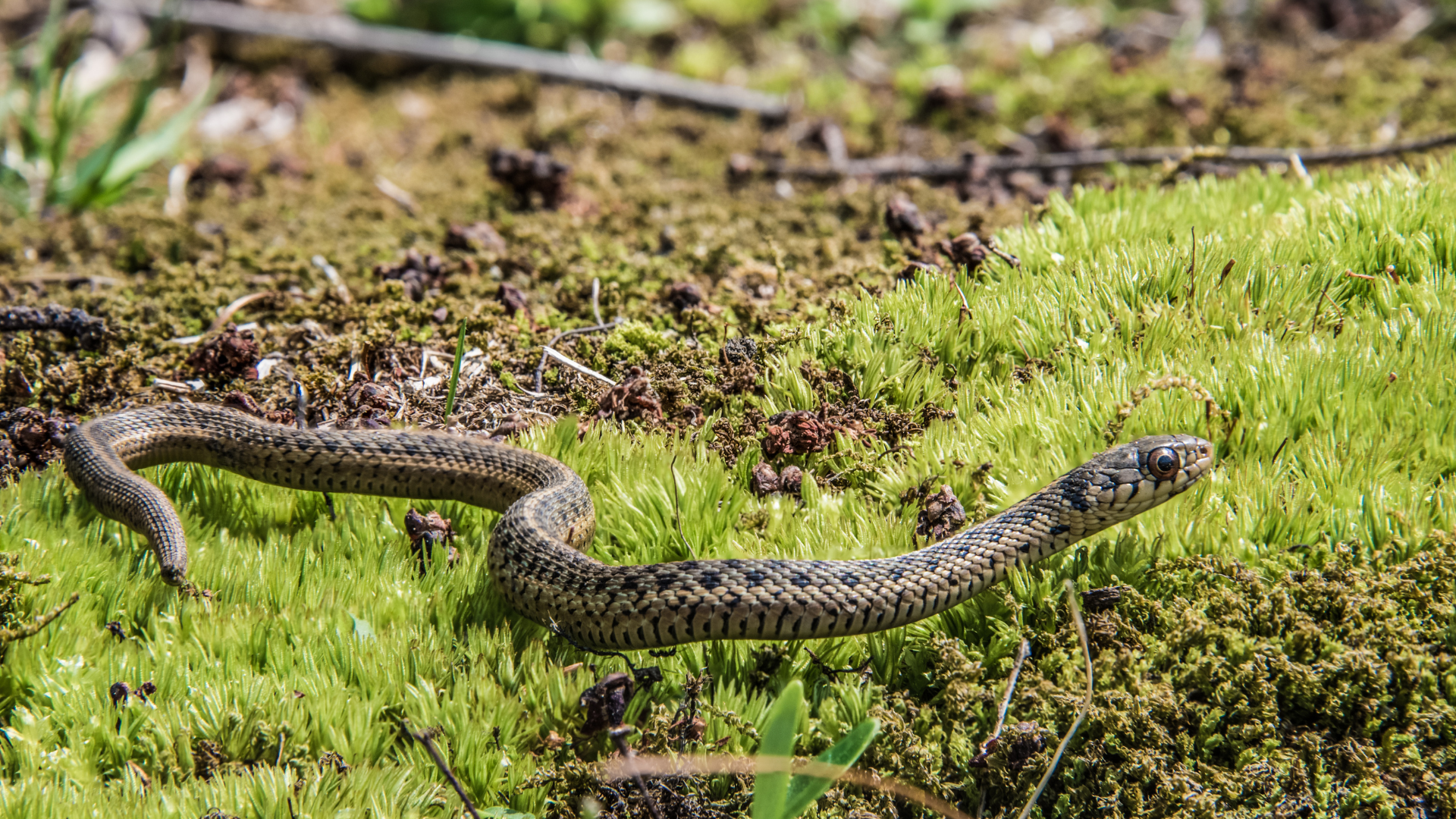 Two mottled snakes slither through bright green moss and grass outdoors.
