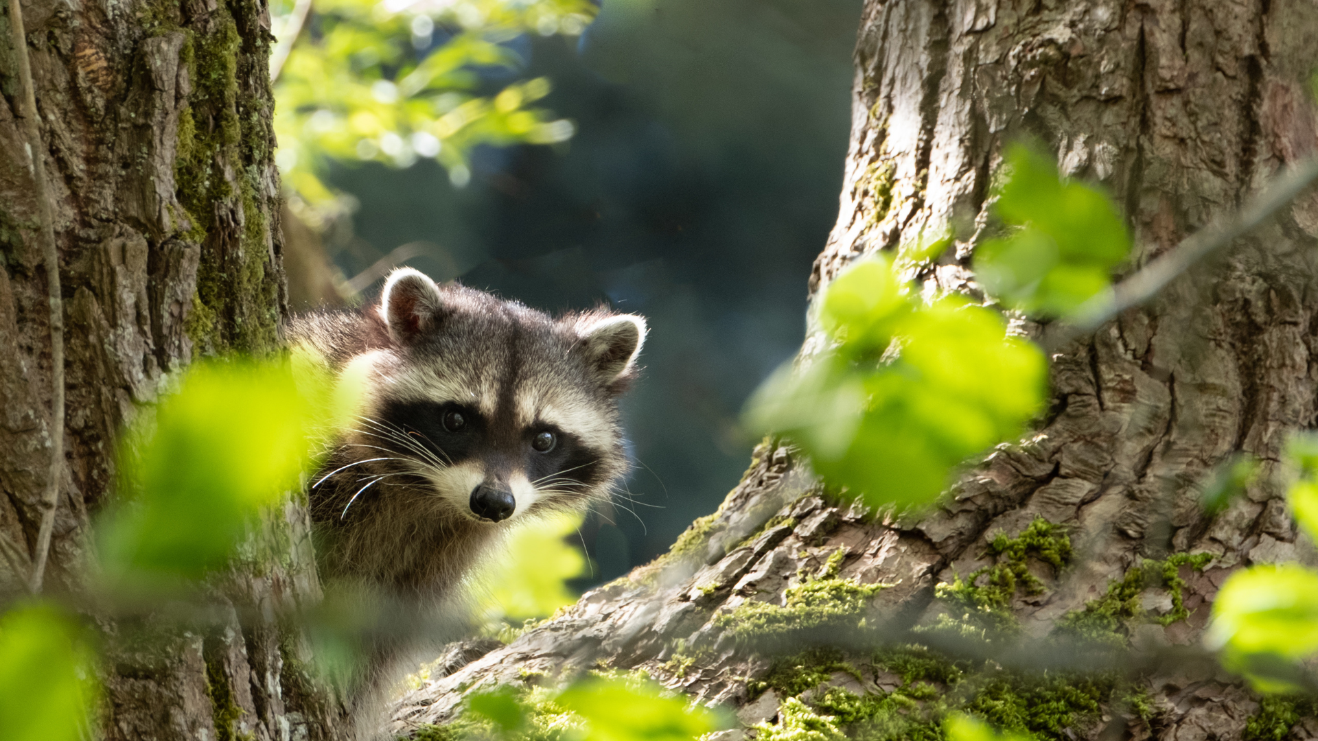 Raccoon peeking between tree trunks in a sunlit forest