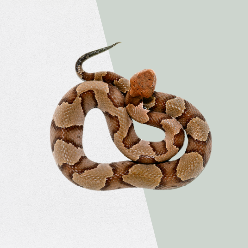 Copperhead snake coiled on a two-toned background, displaying brown, copper, and tan markings.