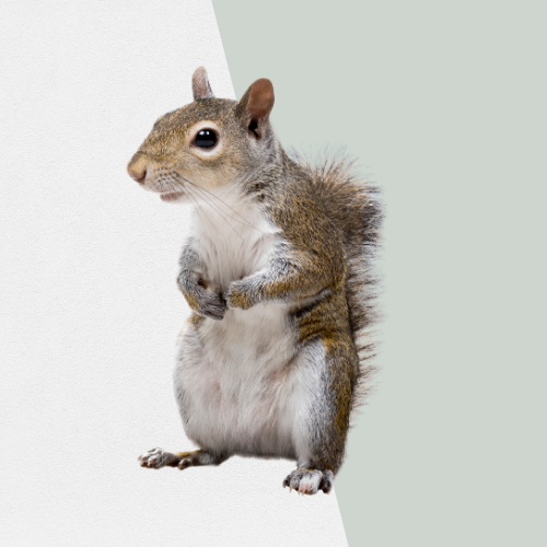 Squirrel standing upright, looking left, with gray and white fur.