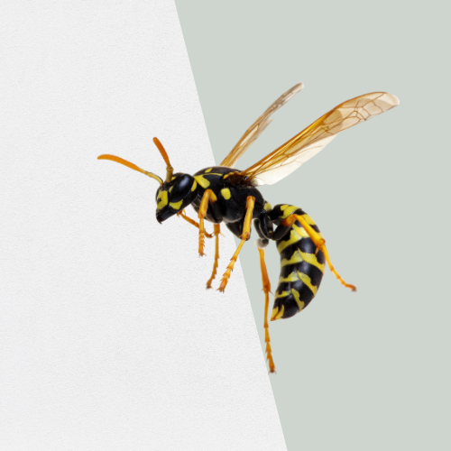 Yellow jacket wasp with black stripes, poised in flight against a gray and white background.