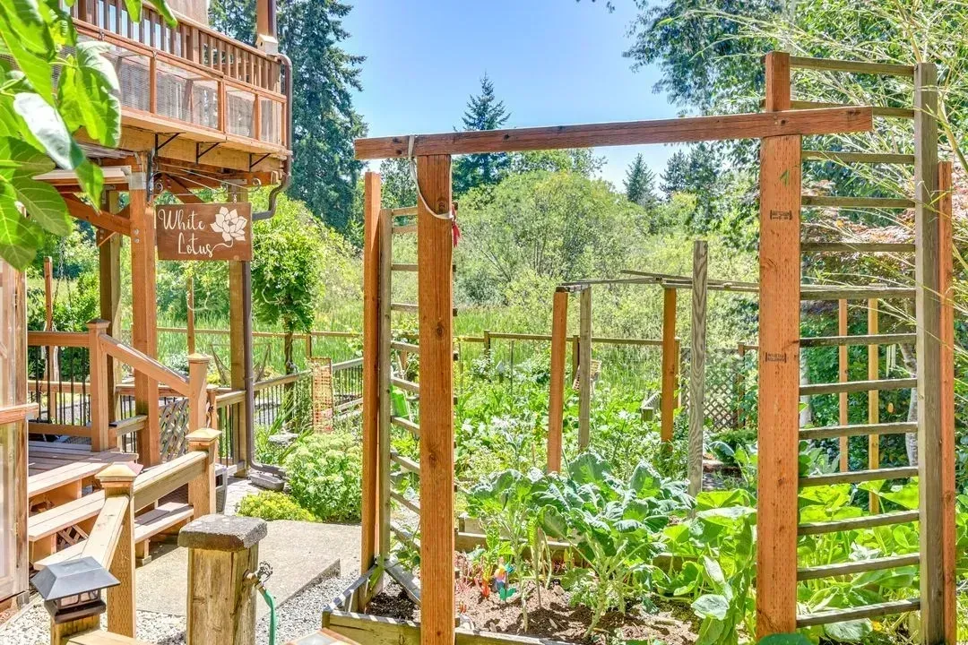 Wooden garden pergola with climbing plants, ladder, and deck in a sunny backyard