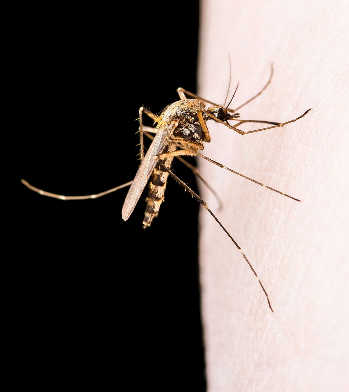 Mosquito Control and Exterminating in Charlotte, NC Killo Exterminating
