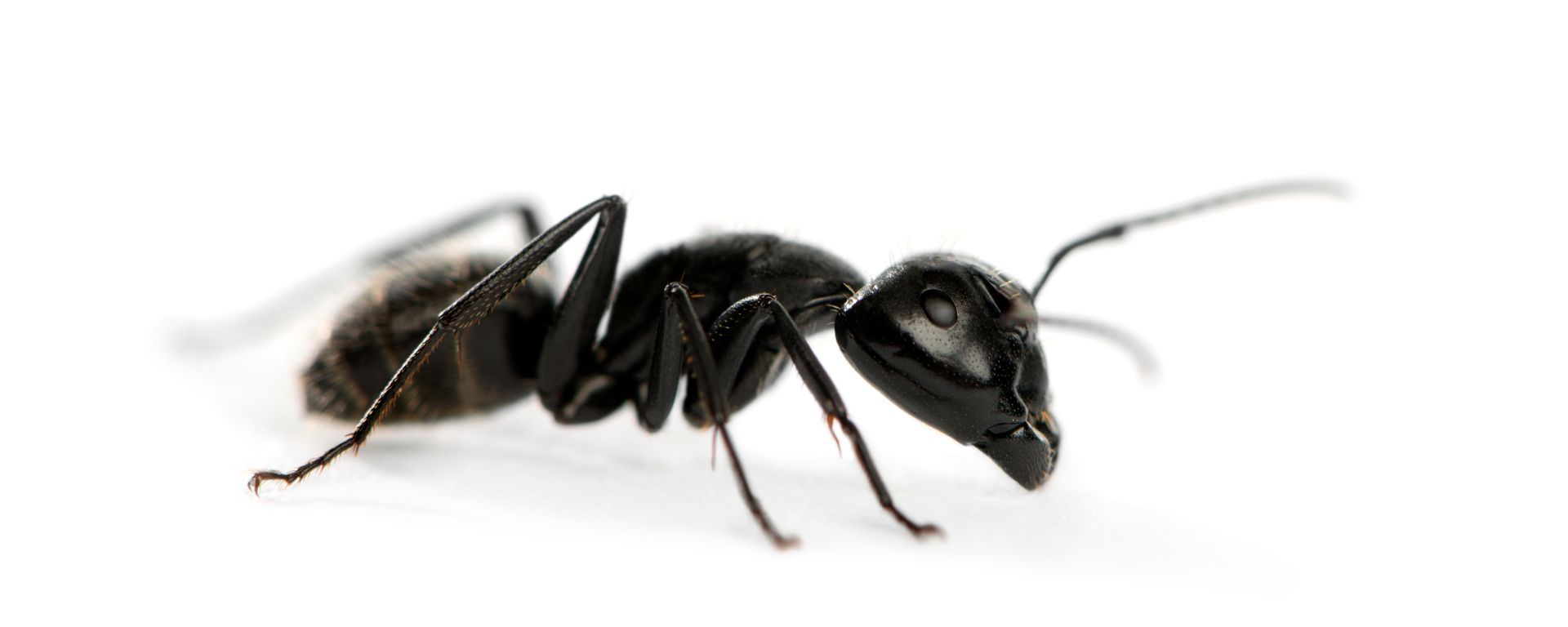Ant Control in Charlotte & Concord, NC