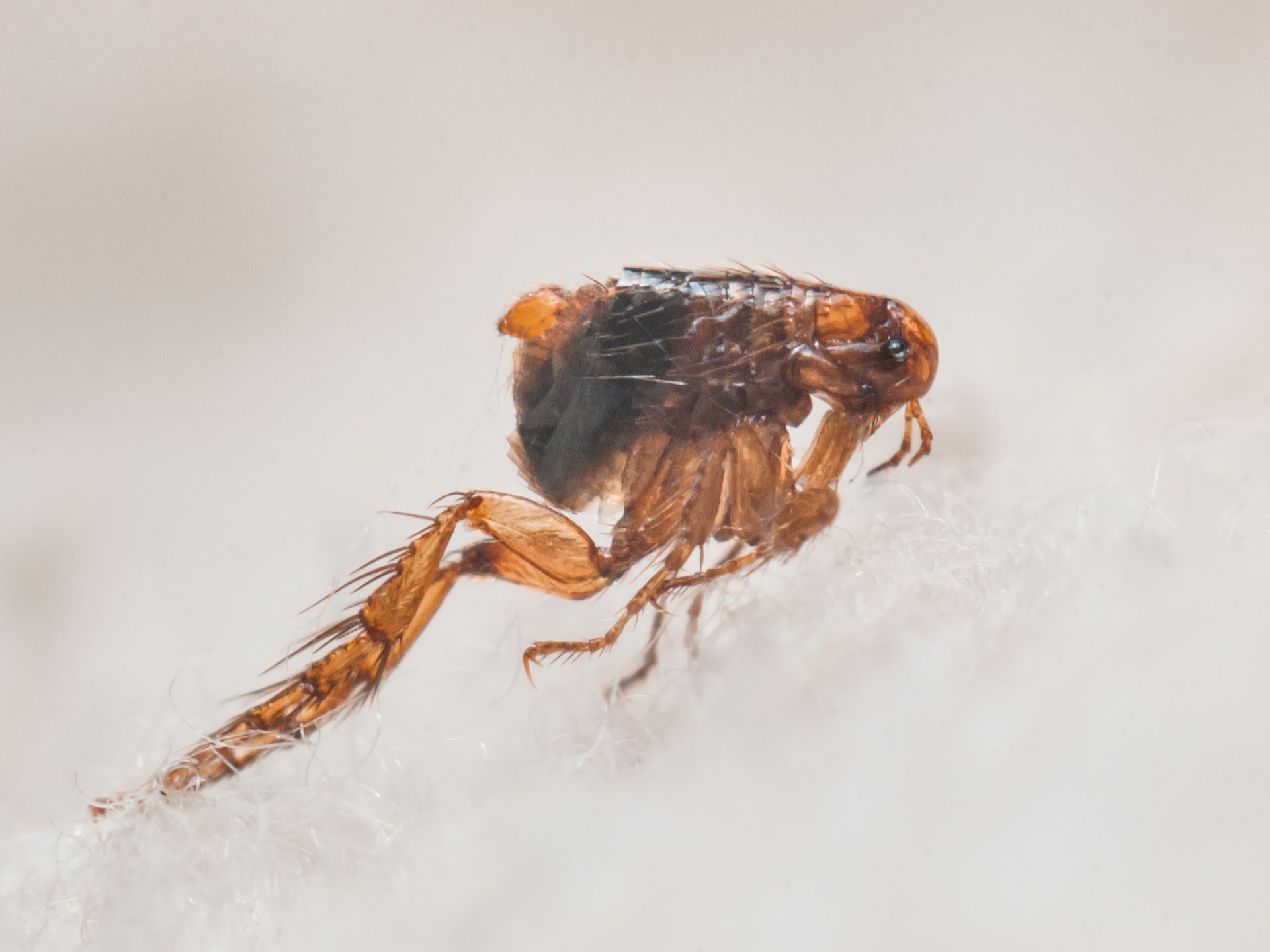 Ant Control in Charlotte & Concord, NC