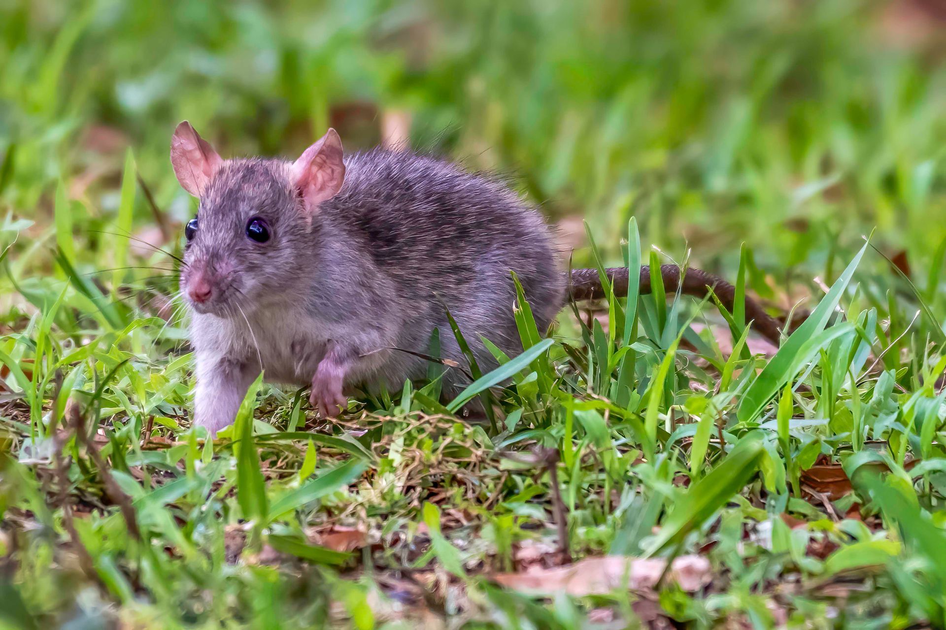 A small, gray rat-like animal walking in green grass, with pink ears and nose.