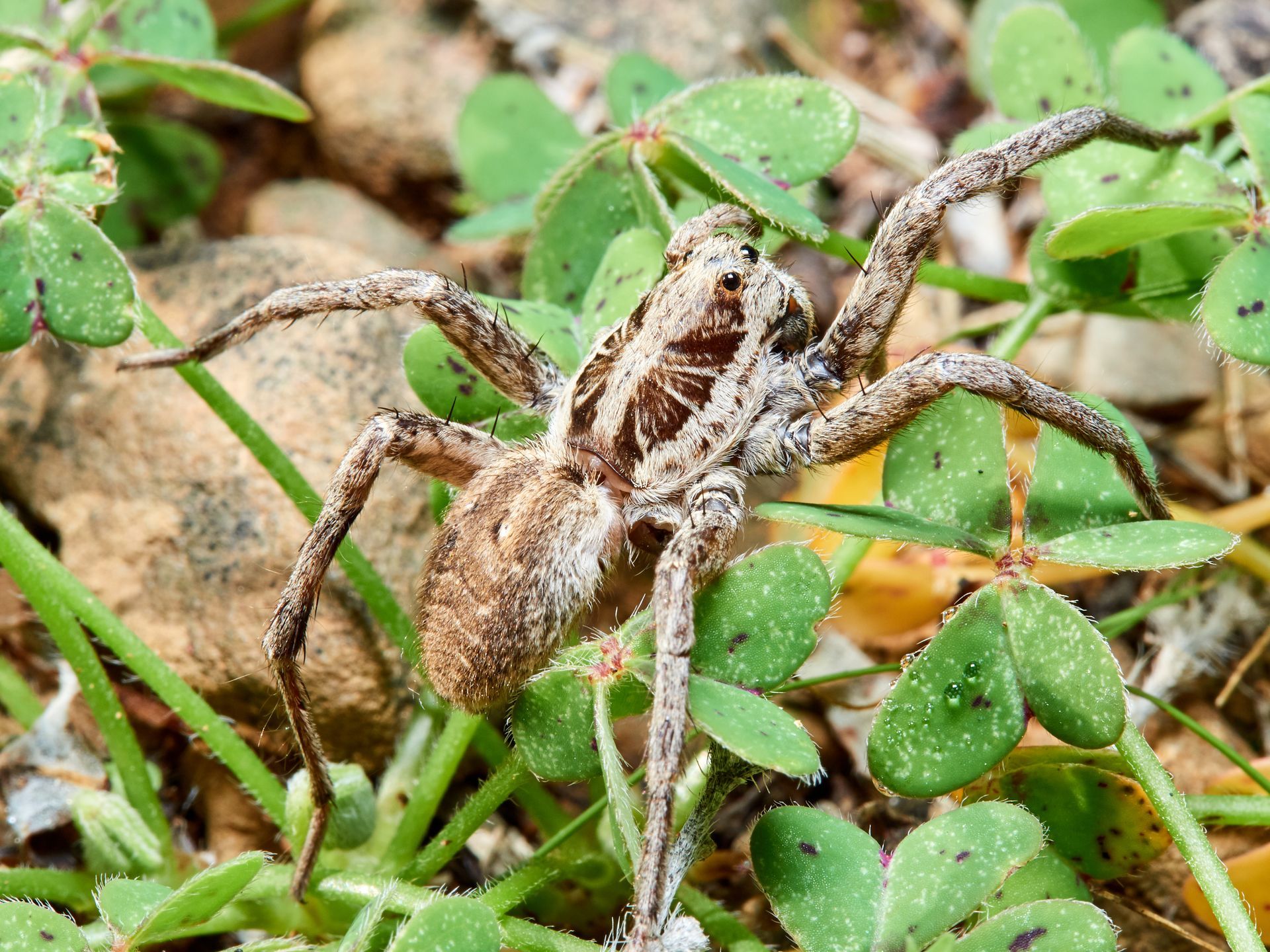 Ant Control in Charlotte & Concord, NC