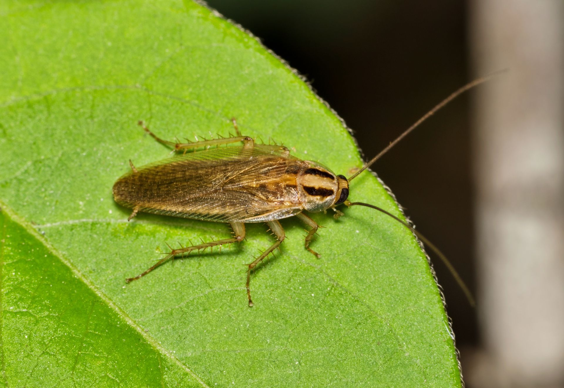 Roach Control in Charlotte NC