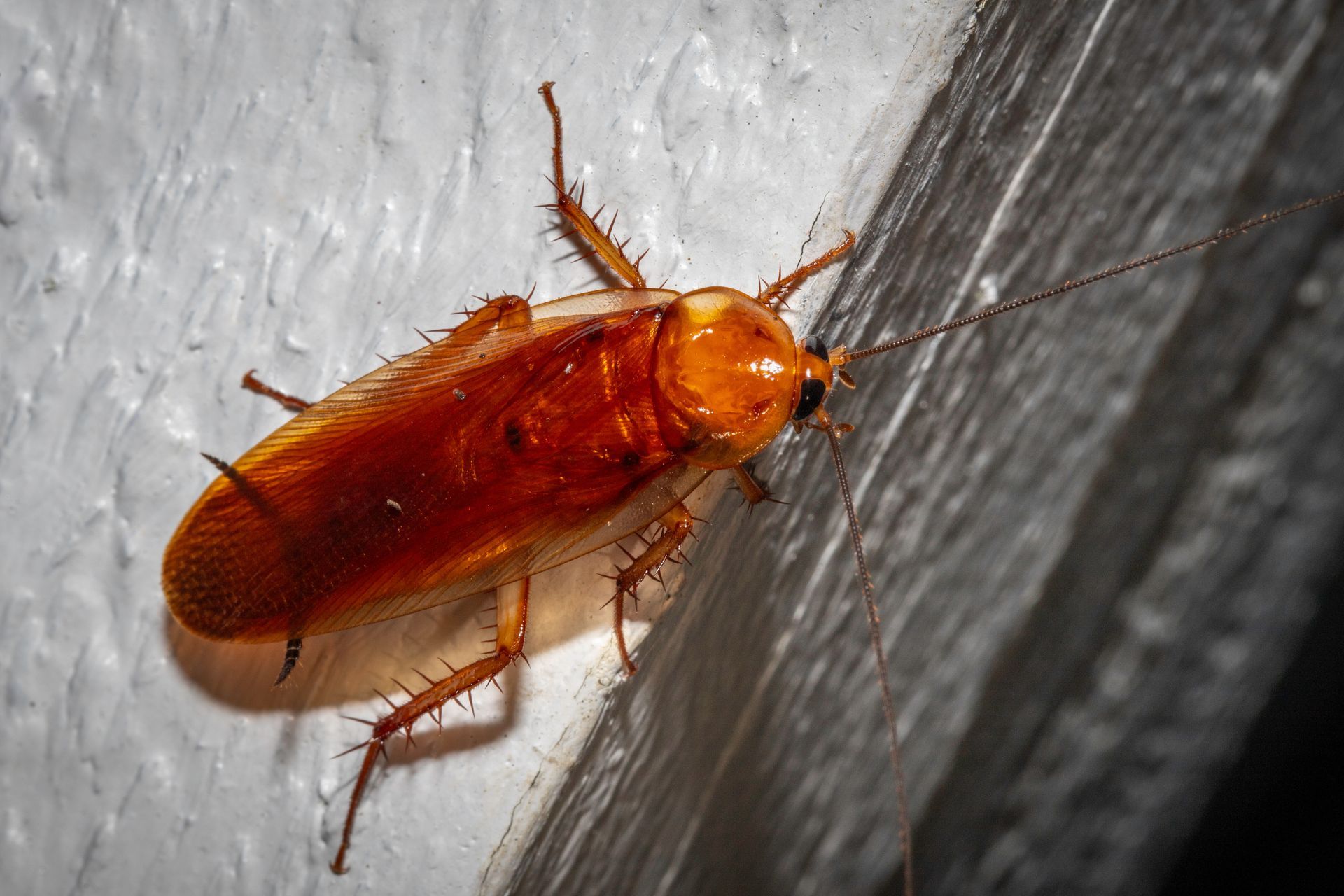 Roach Control in Charlotte NC