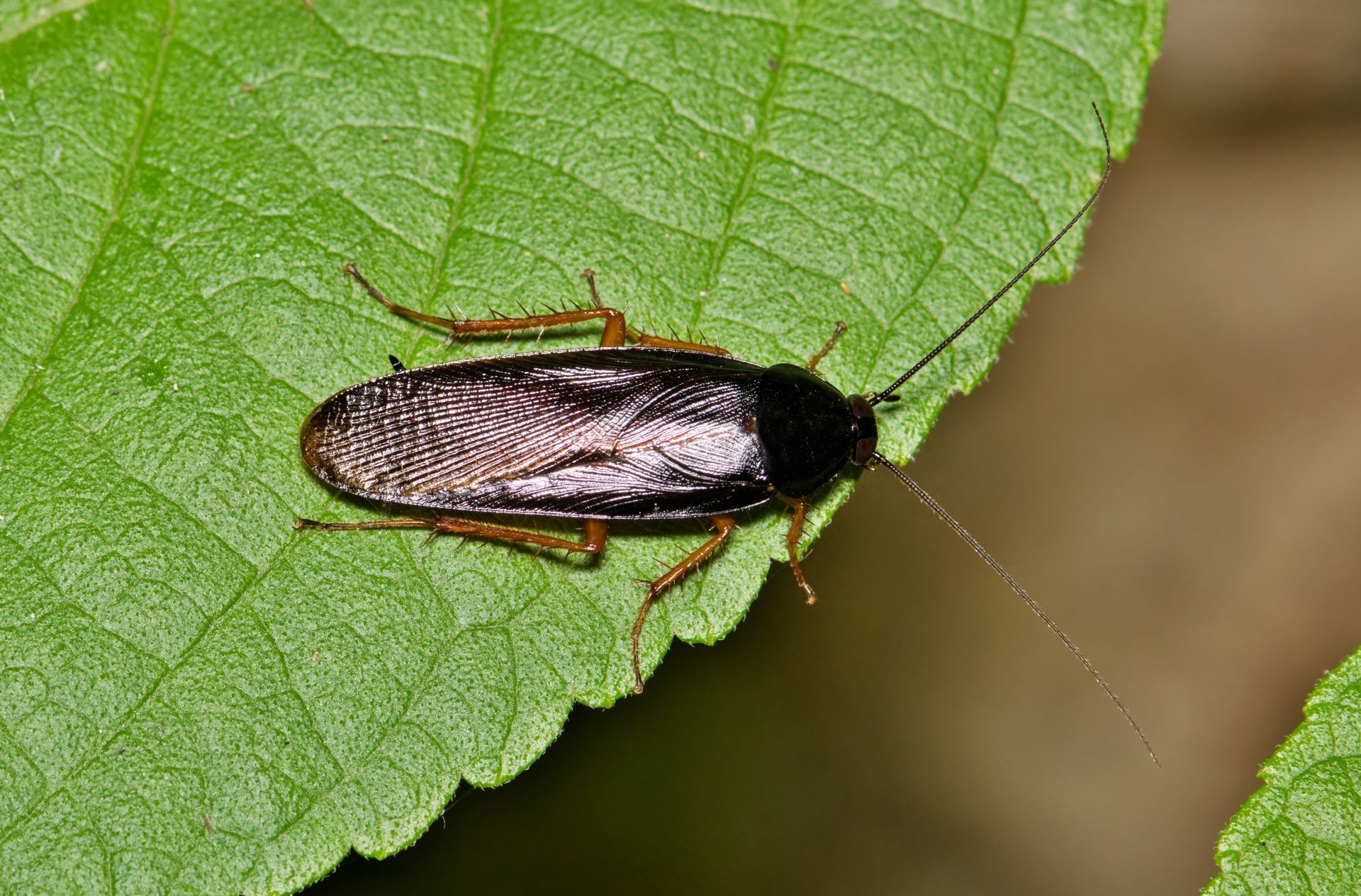 Roach Control in Charlotte NC