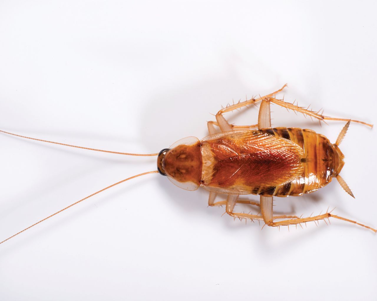Roach Control in Charlotte NC