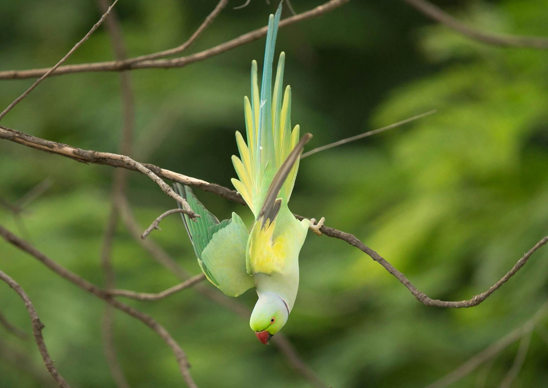 A green and yellow parrot is hanging upside down from a tree branch.