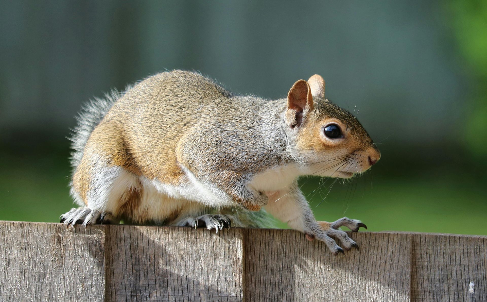 A squirrel is sitting on top of a wooden fence.