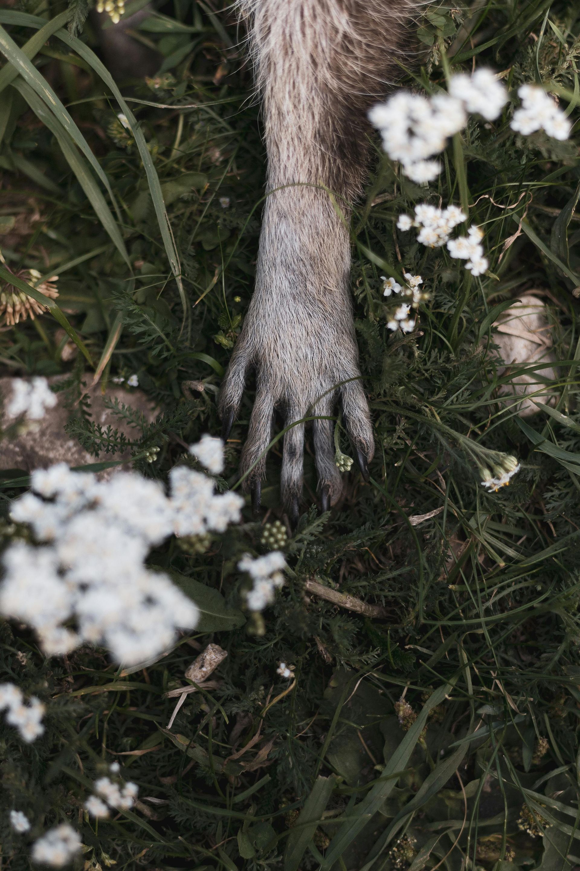 A close up of a raccoon 's paw in the grass.