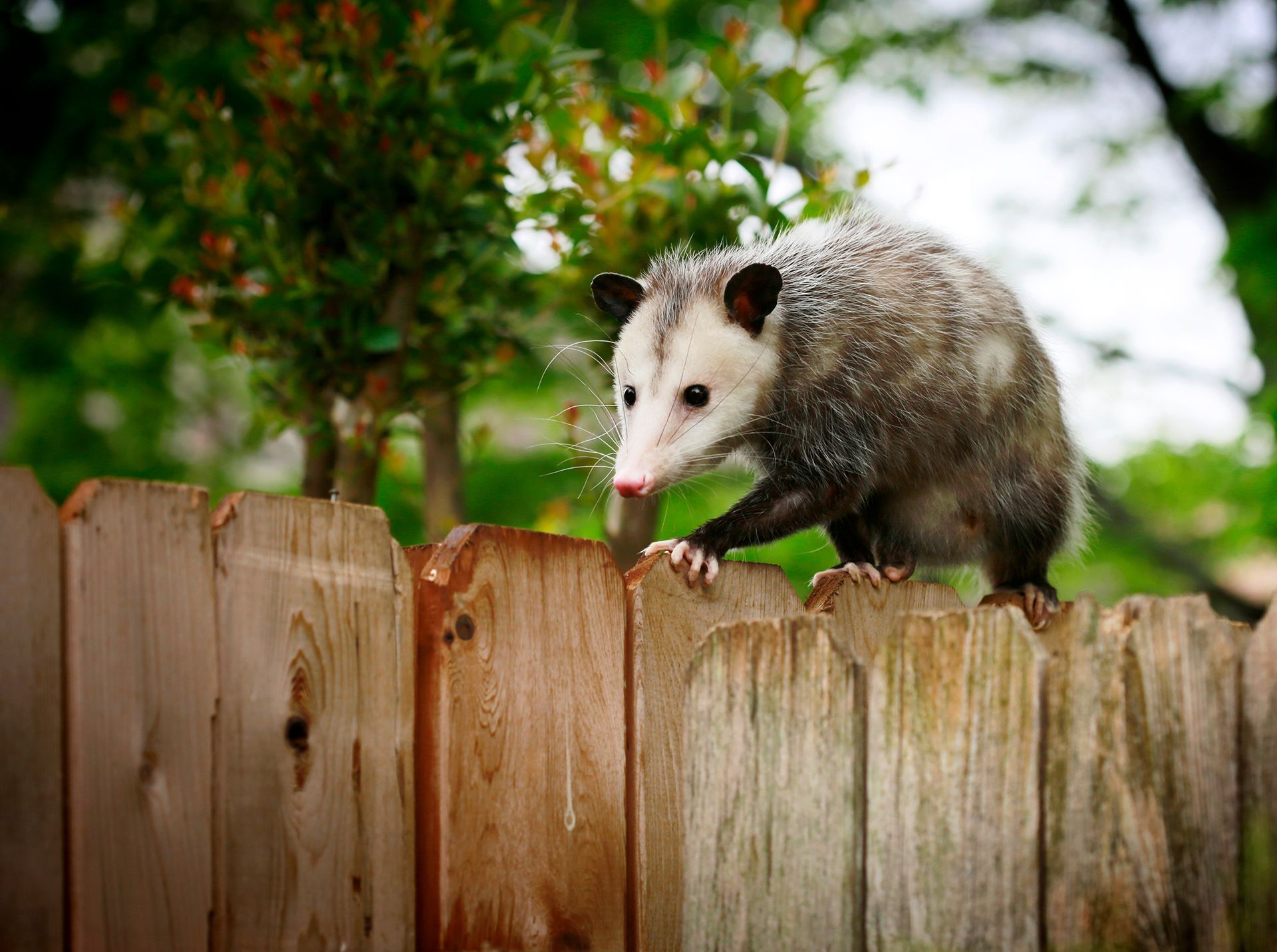 An opossum is standing on top of a wooden fence.