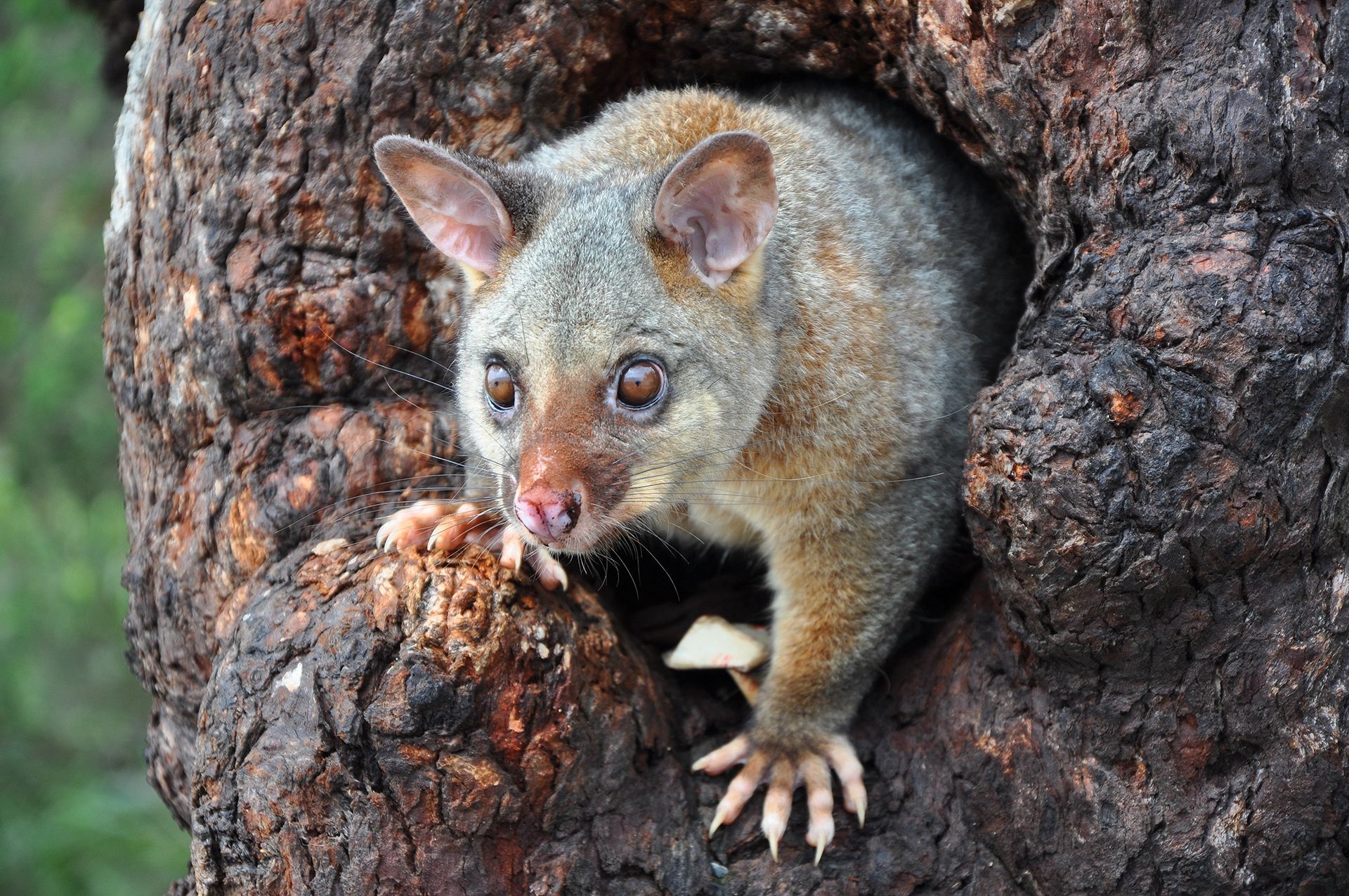 A small animal is looking out of a hole in a tree