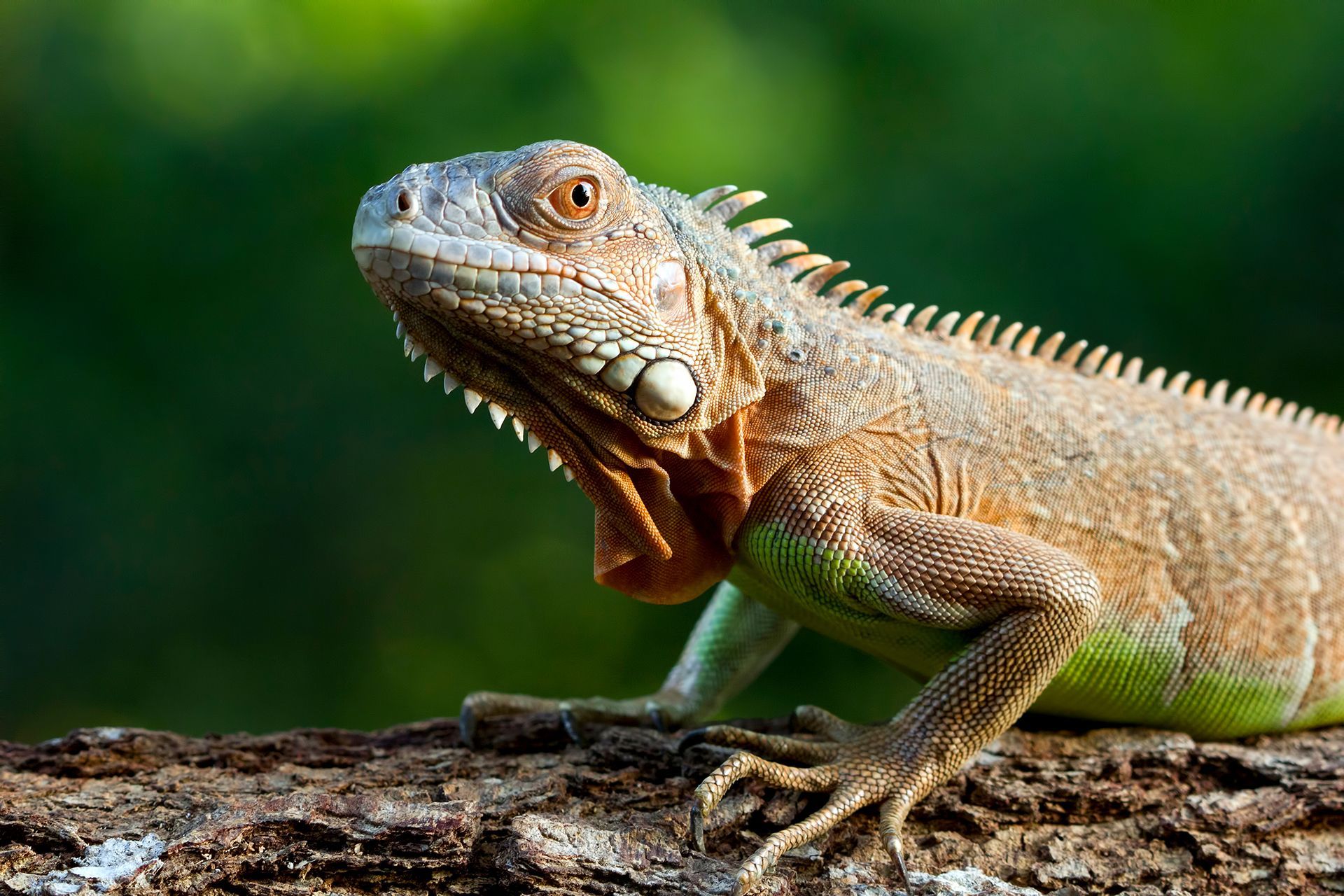 A lizard is sitting on a tree branch with its mouth open.