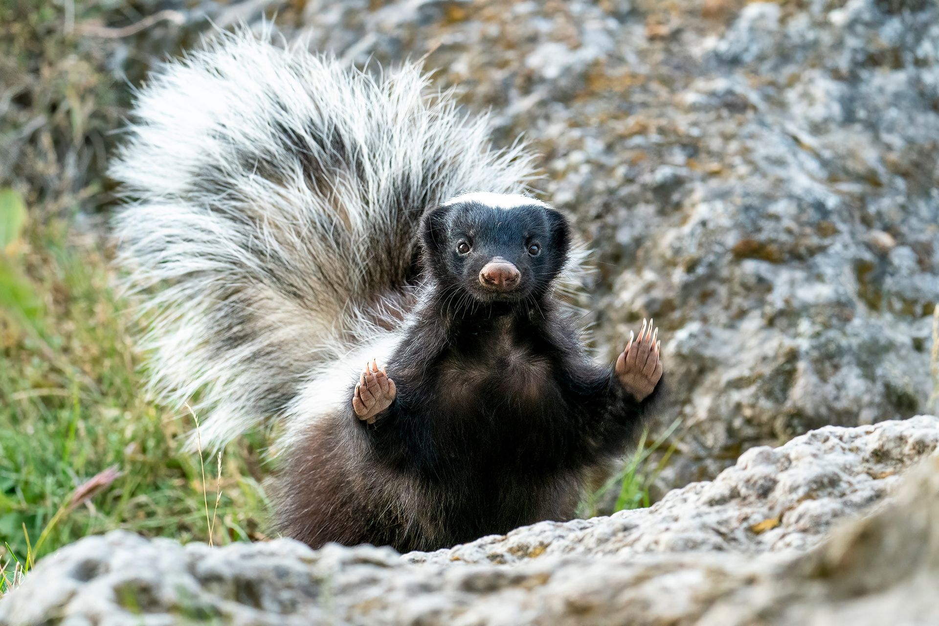 A skunk is standing on its hind legs on a rock.