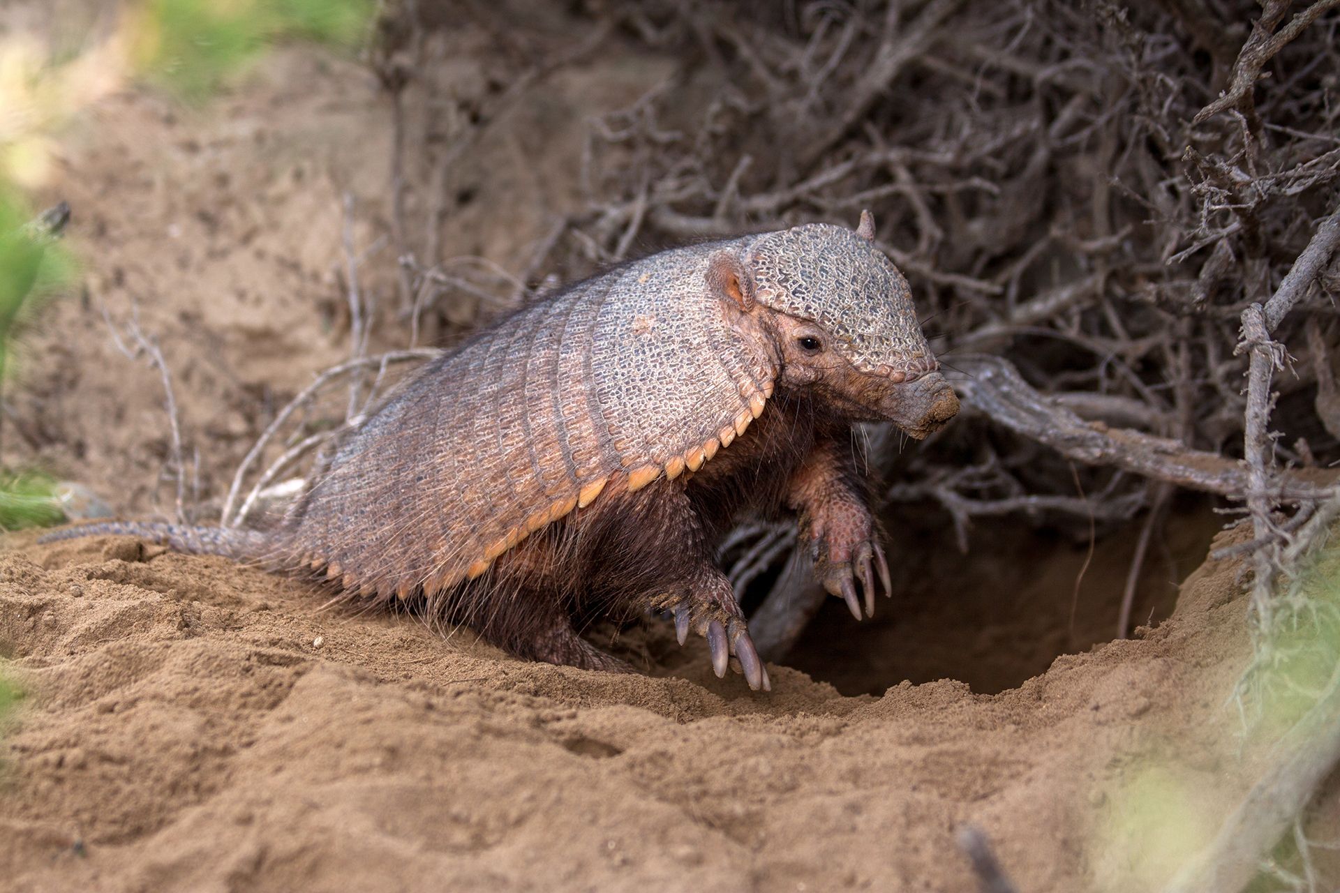 An armadillo is crawling out of a hole in the ground.