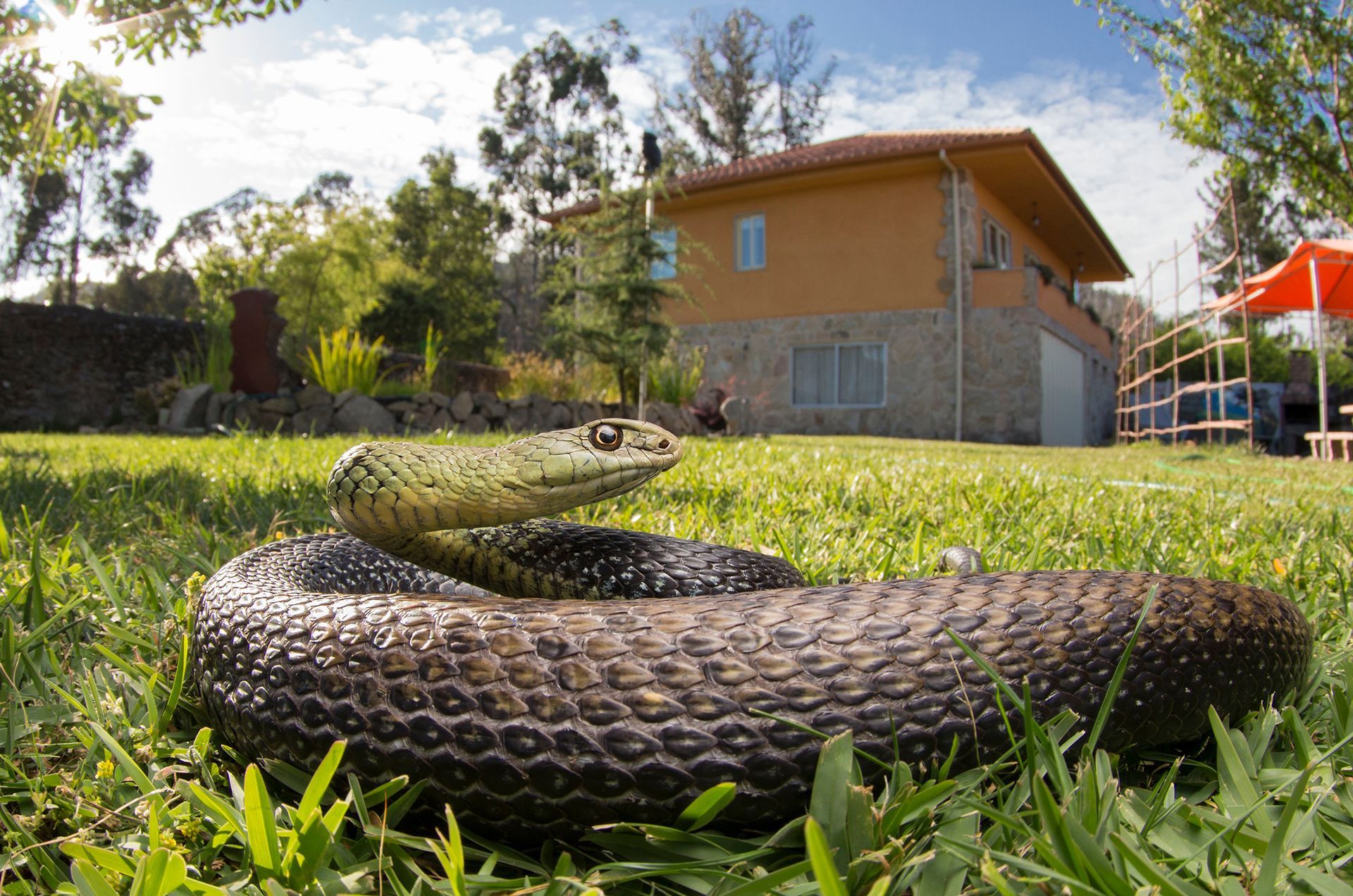 A large snake is laying in the grass in front of a house
