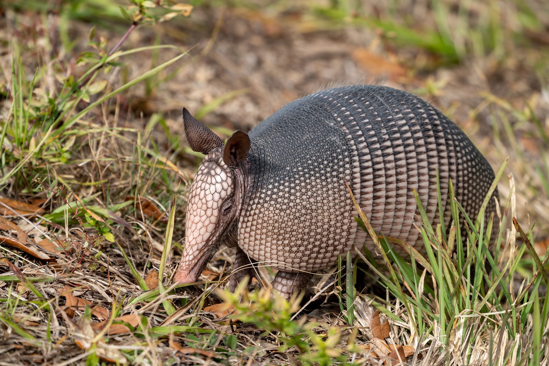 An armadillo is standing in the grass looking for food.