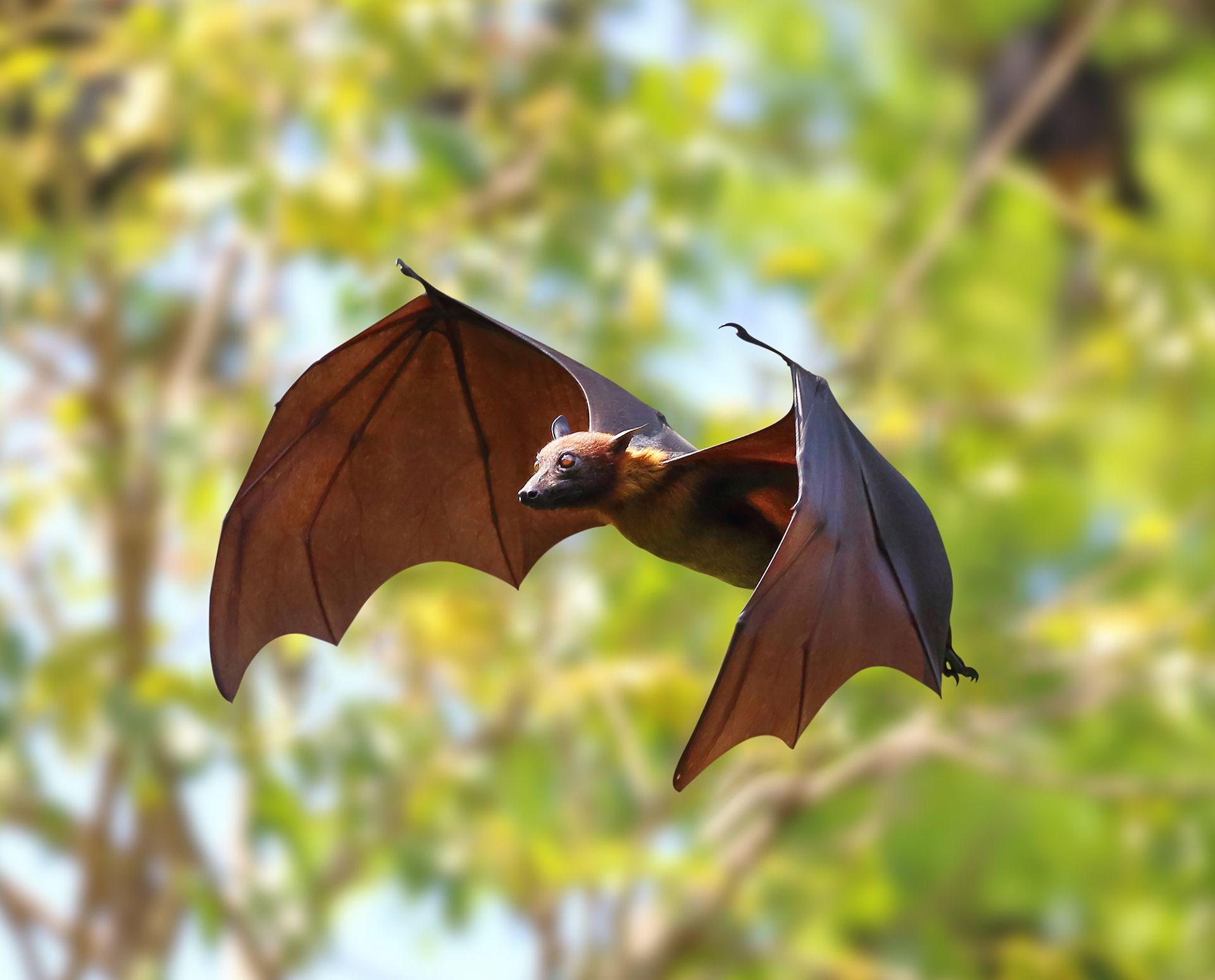A bat is flying through the air with its wings spread
