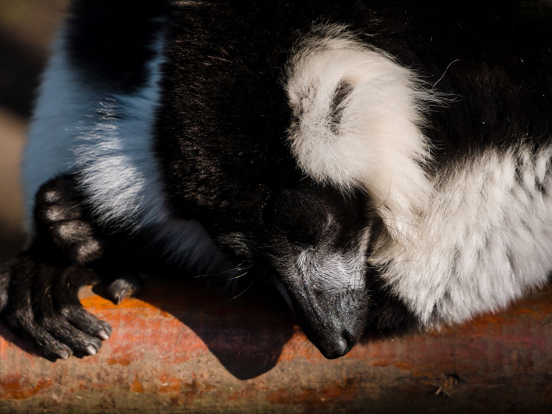 A black and white monkey is sleeping on a tree branch