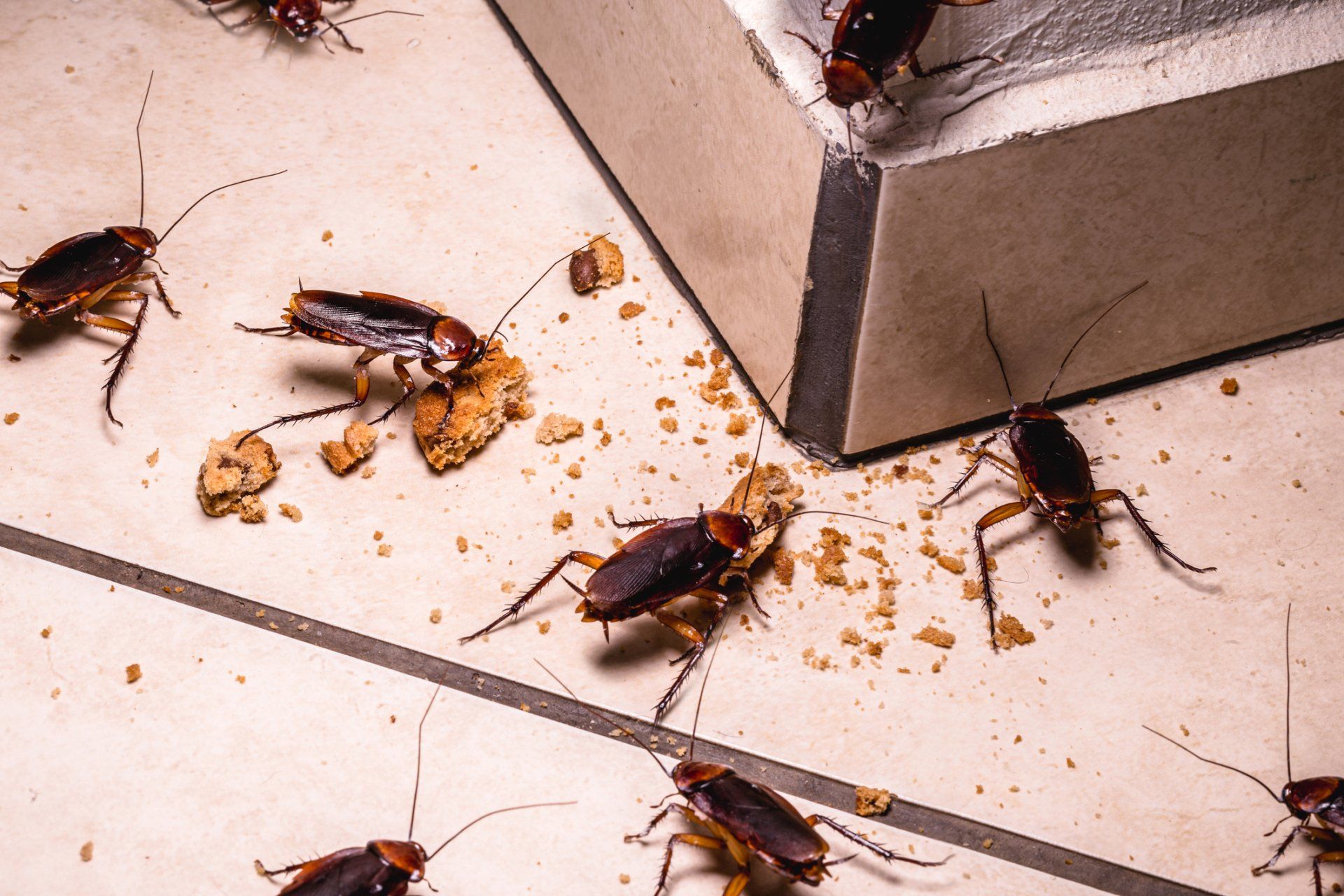 Cockroaches — Lexington, KY — Davis The Bug Busters