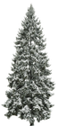 Tall snow-covered evergreen tree on a white background