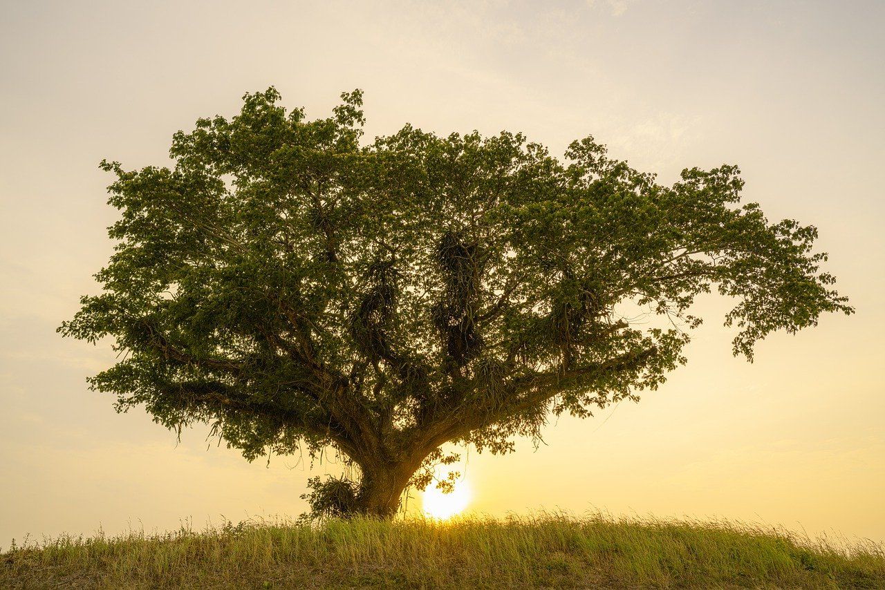 tree of life