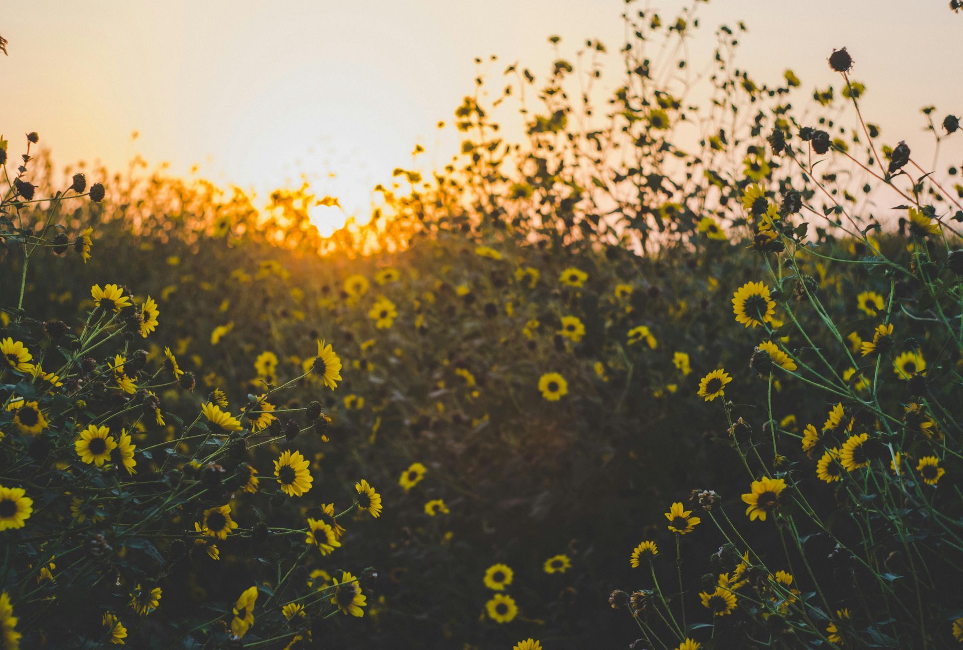 Yellow sunflowers in a field against a bright, golden sunset.