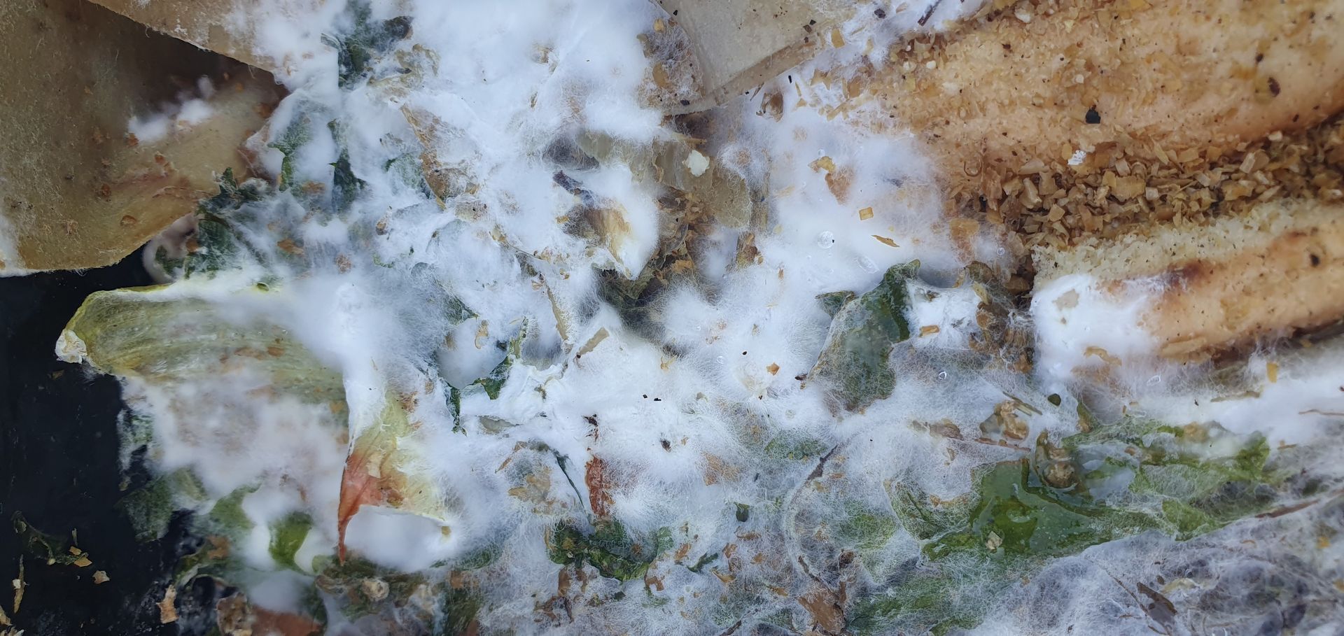Feathery mycelium on fermenting food scraps Feathery white strands of mycelium growing on food scraps inside a Zing Bokashi bucket is a sign that the system is healthy